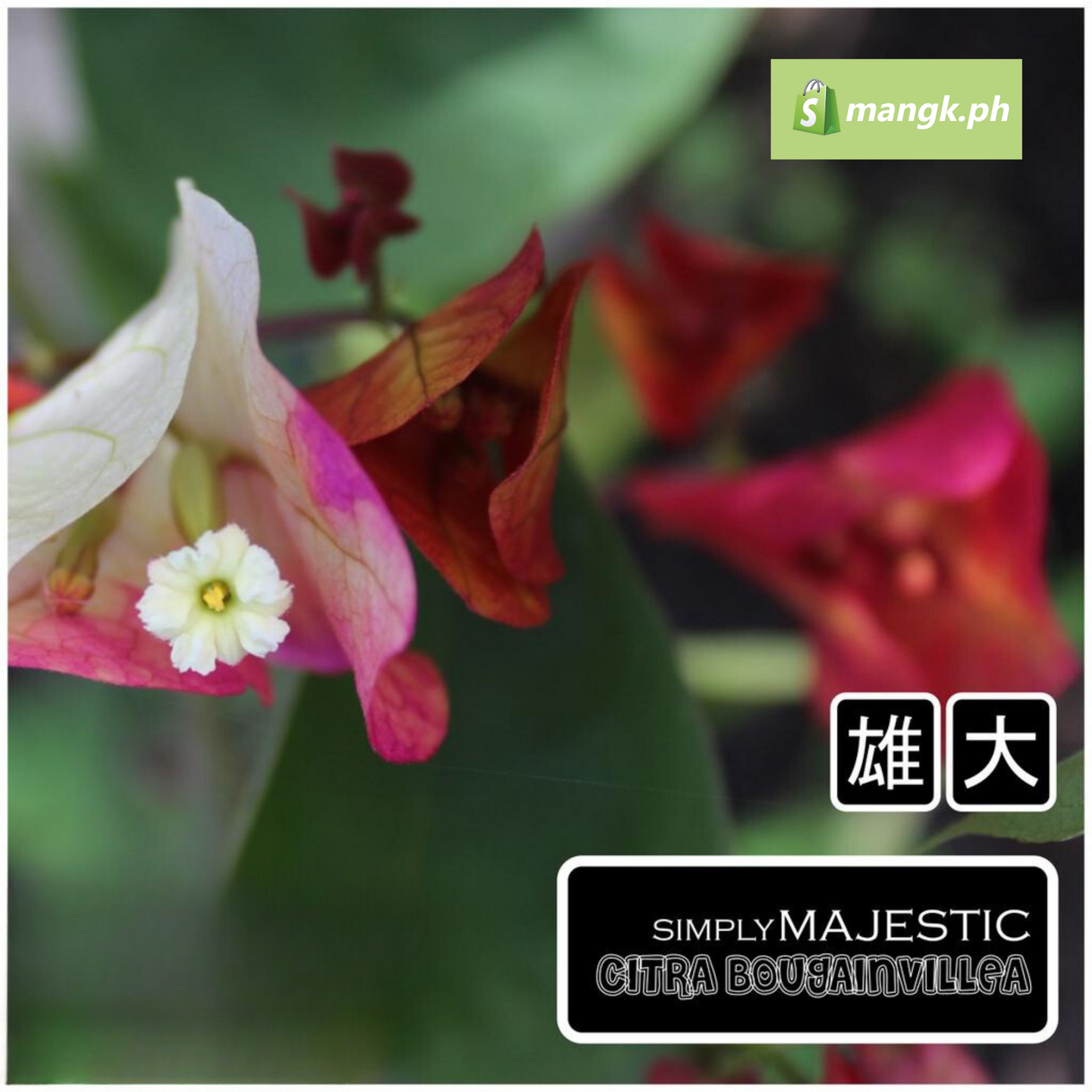 RARE Bougainvillea GRAFTING SCIONS|budstick| Stems| 4to5 nodes