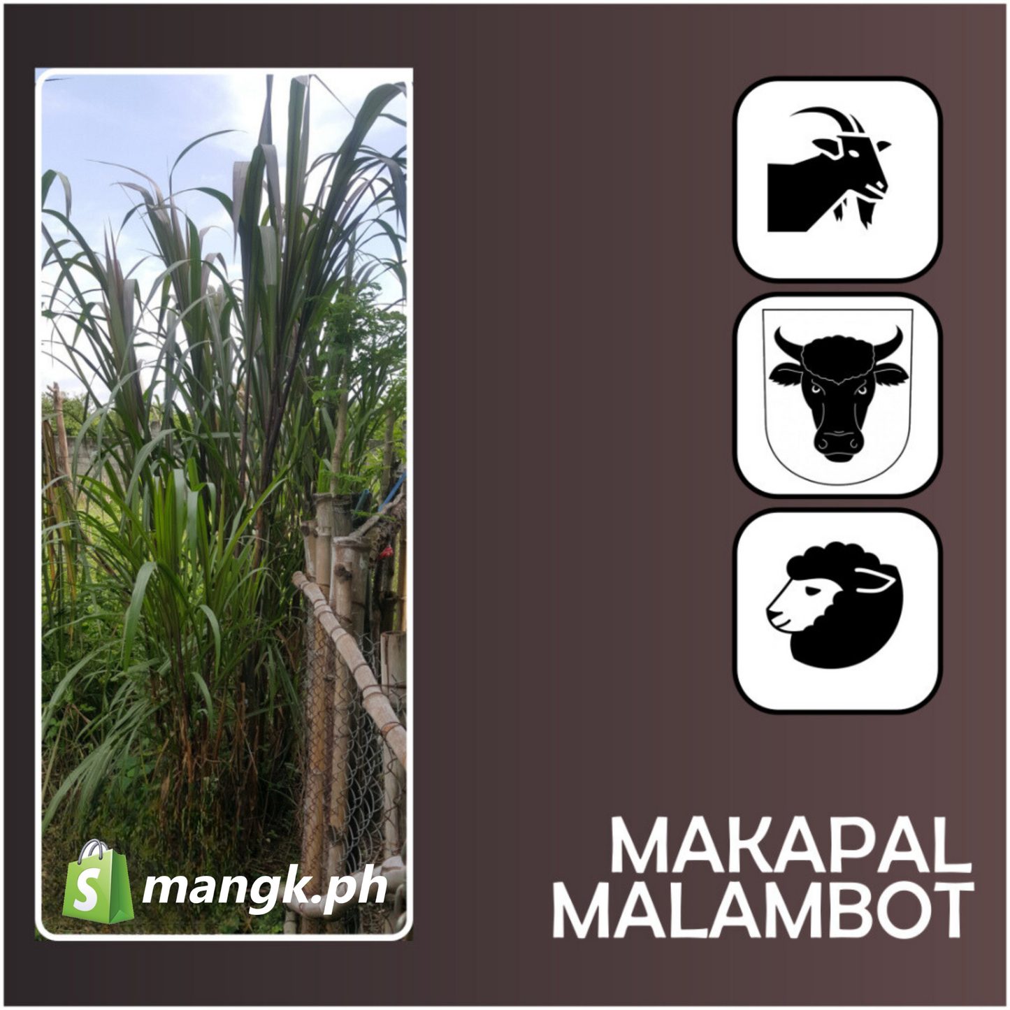 DEEP PURPLE Napier Grass