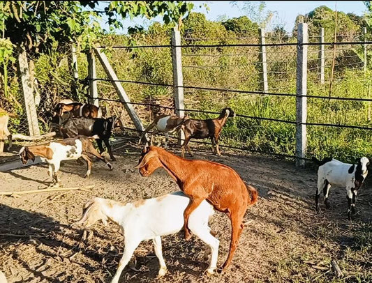 TOMBOY NA KAMBING Mayroon nga ba