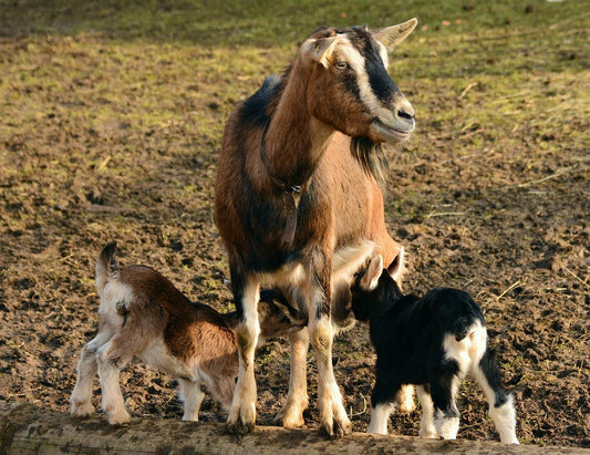 Ang malulusog at maliliksi na kambing ay nakasalay sa kalusugan ng inahin. Sa tamang pakain, kumpletong bitamina at mineral, at tamang pag-aalaga ninyo bilang isang Goat Farmer.
