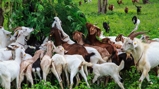 5 things to consider for GOAT FARMING