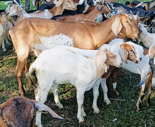 PAANO IWASAN ANG MALALANG PAGTATAE SA MGA BISERO