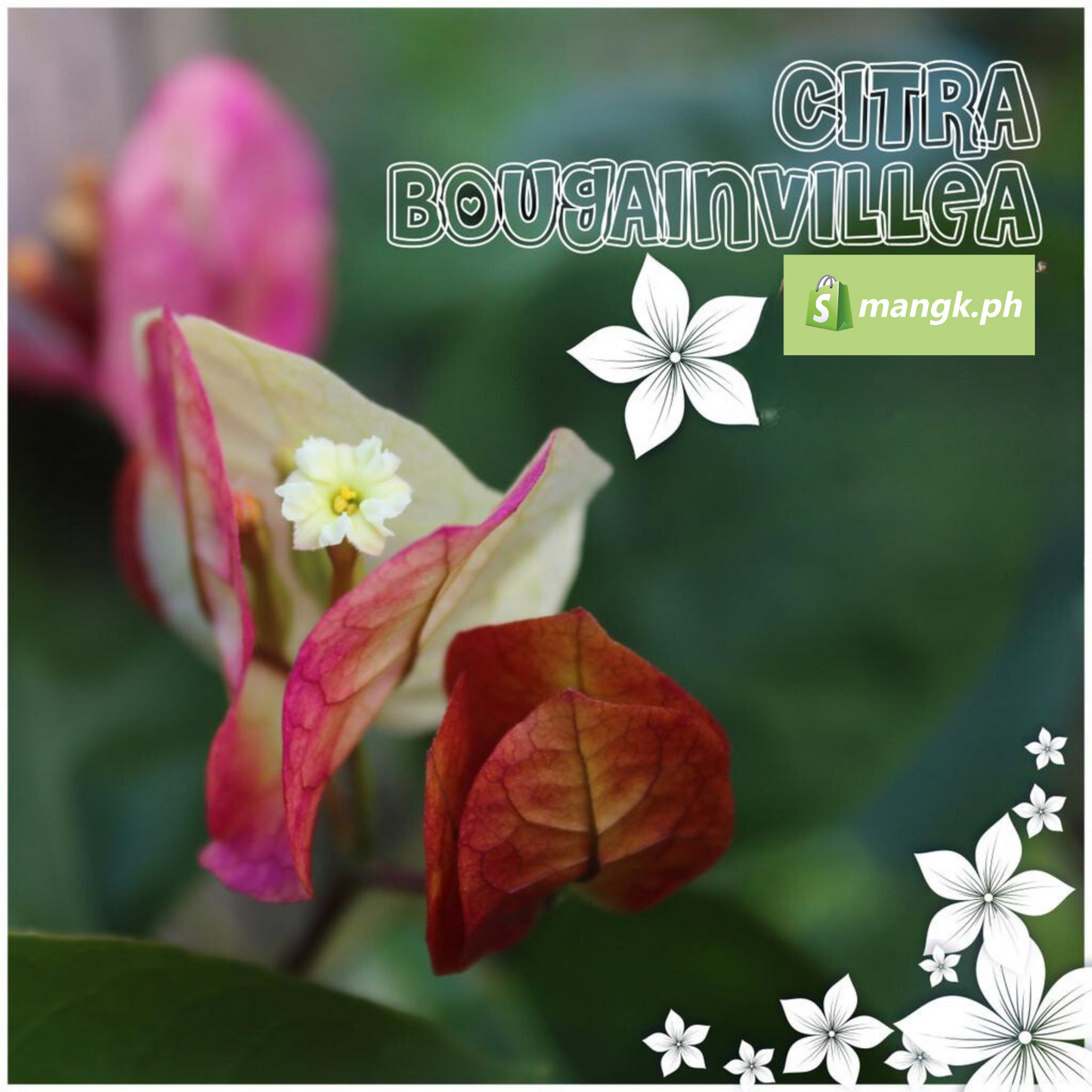 RARE Bougainvillea GRAFTING SCIONS|budstick| Stems| 4to5 nodes