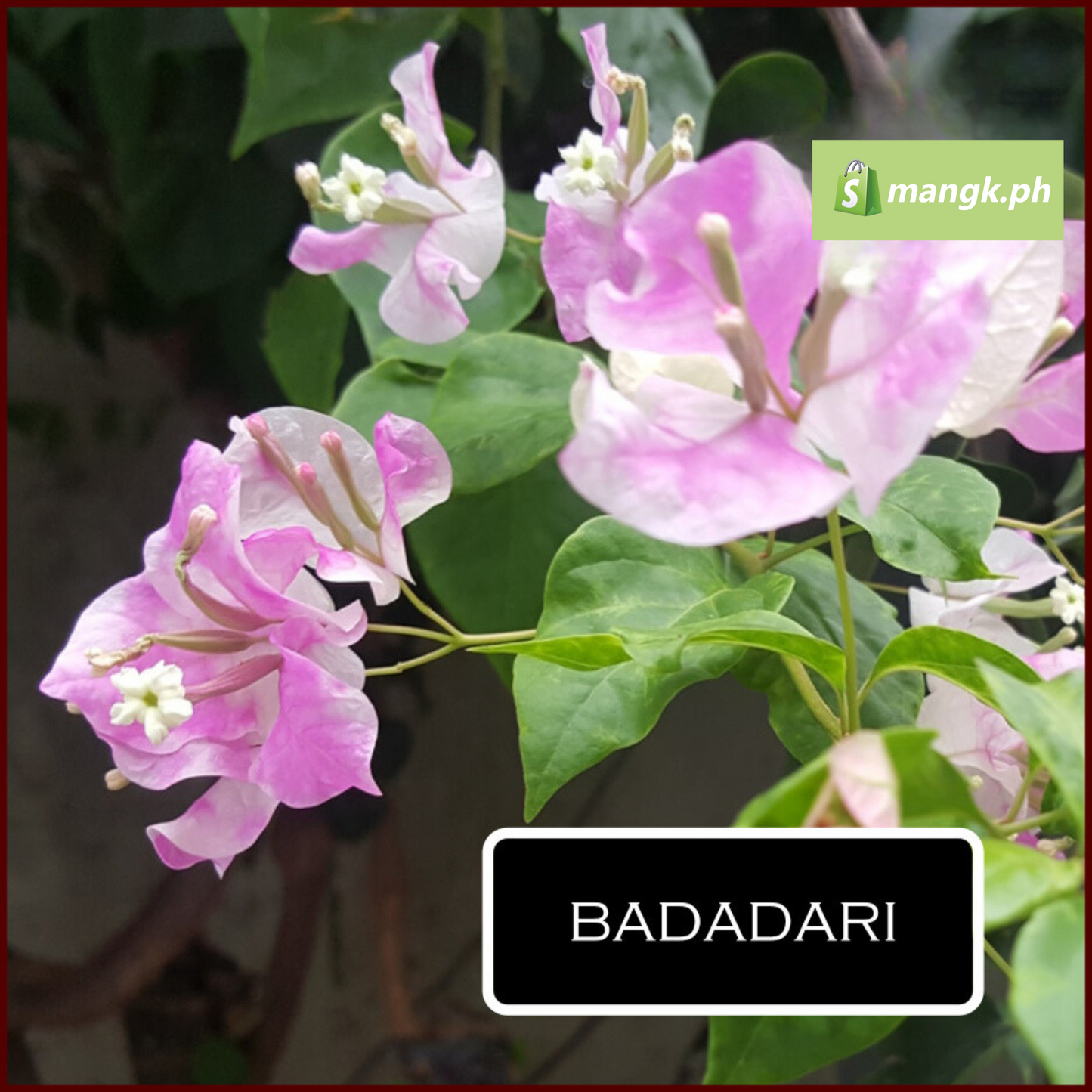 RARE Bougainvillea GRAFTING SCIONS|budstick| Stems| 4to5 nodes