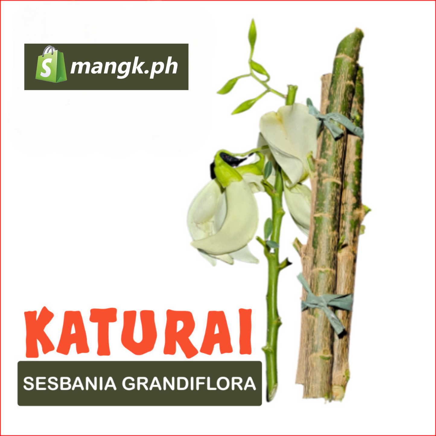 KATURAY Sesbania Grandiflora| LEGUMBRE pakain sa BAKA TUPA KAMBING at KALABAW |QTY x12pcs