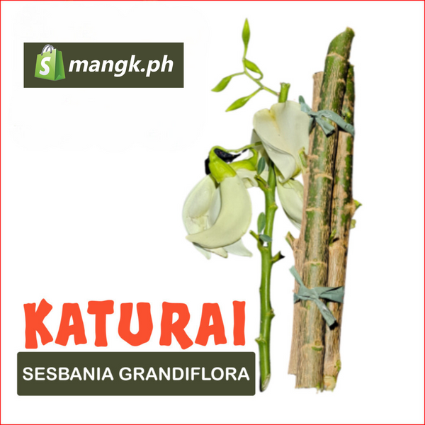 KATURAY Sesbania Grandiflora| LEGUMBRE pakain sa BAKA TUPA KAMBING at ...