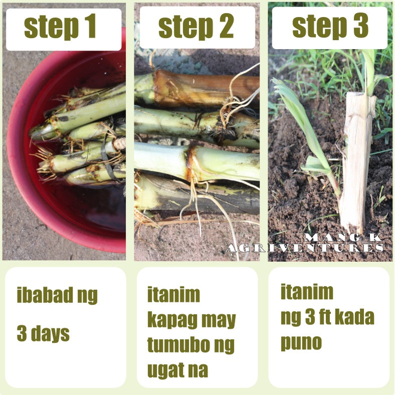 SUPER Napier Grass PAKCHONG for Ruminants KAMBING BAKA at TUPA