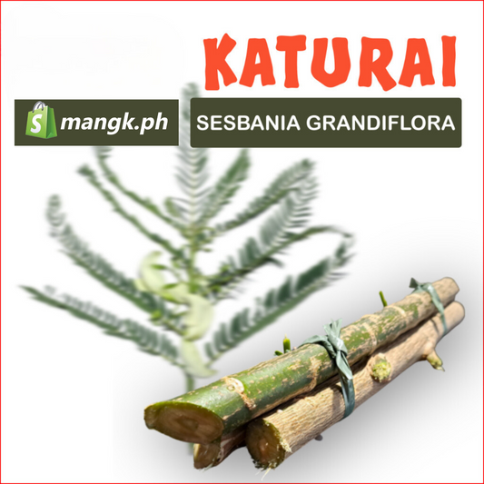 KATURAY Sesbania Grandiflora| LEGUMBRE pakain sa BAKA TUPA KAMBING at KALABAW |QTY x12pcs