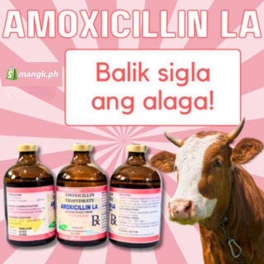 AMOXICILLIN LA | Antibacterial Solution for Injection (IM)