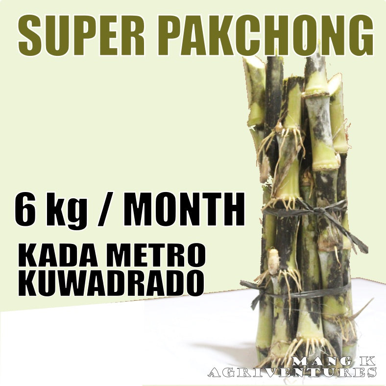 SUPER Napier Grass PAKCHONG for Ruminants KAMBING BAKA at TUPA