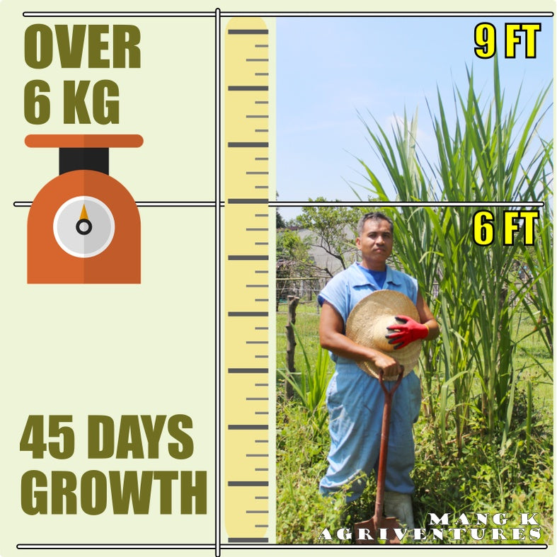SUPER Napier Grass PAKCHONG for Ruminants KAMBING BAKA at TUPA