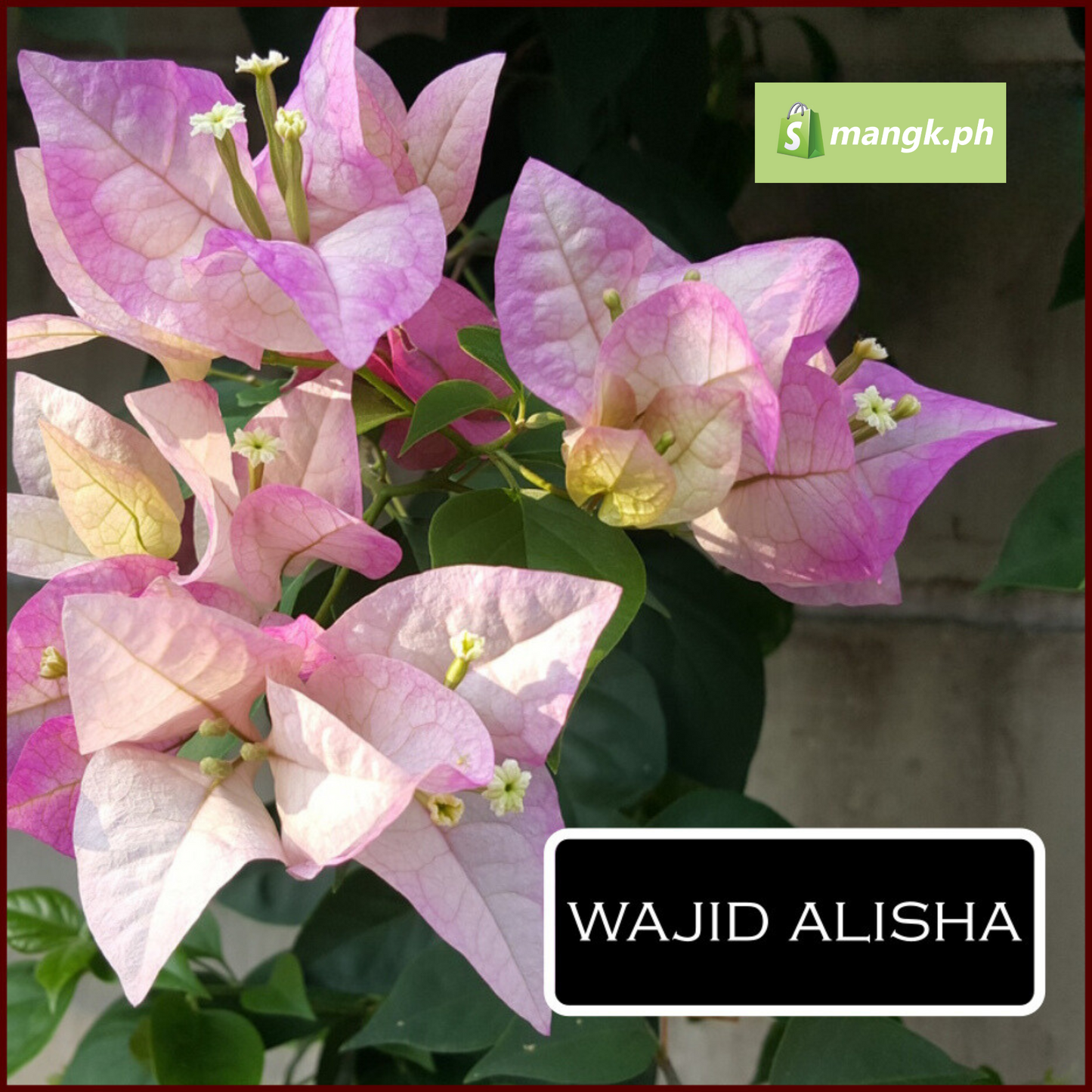 RARE Bougainvillea GRAFTING SCIONS|budstick| Stems| 4to5 nodes