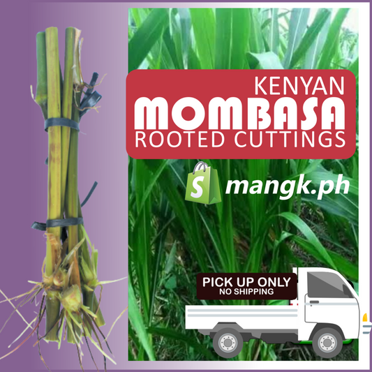 KENYAN MOMBASA forage Grass for Goats|Cattle|Sheep( QTYx10pcs)