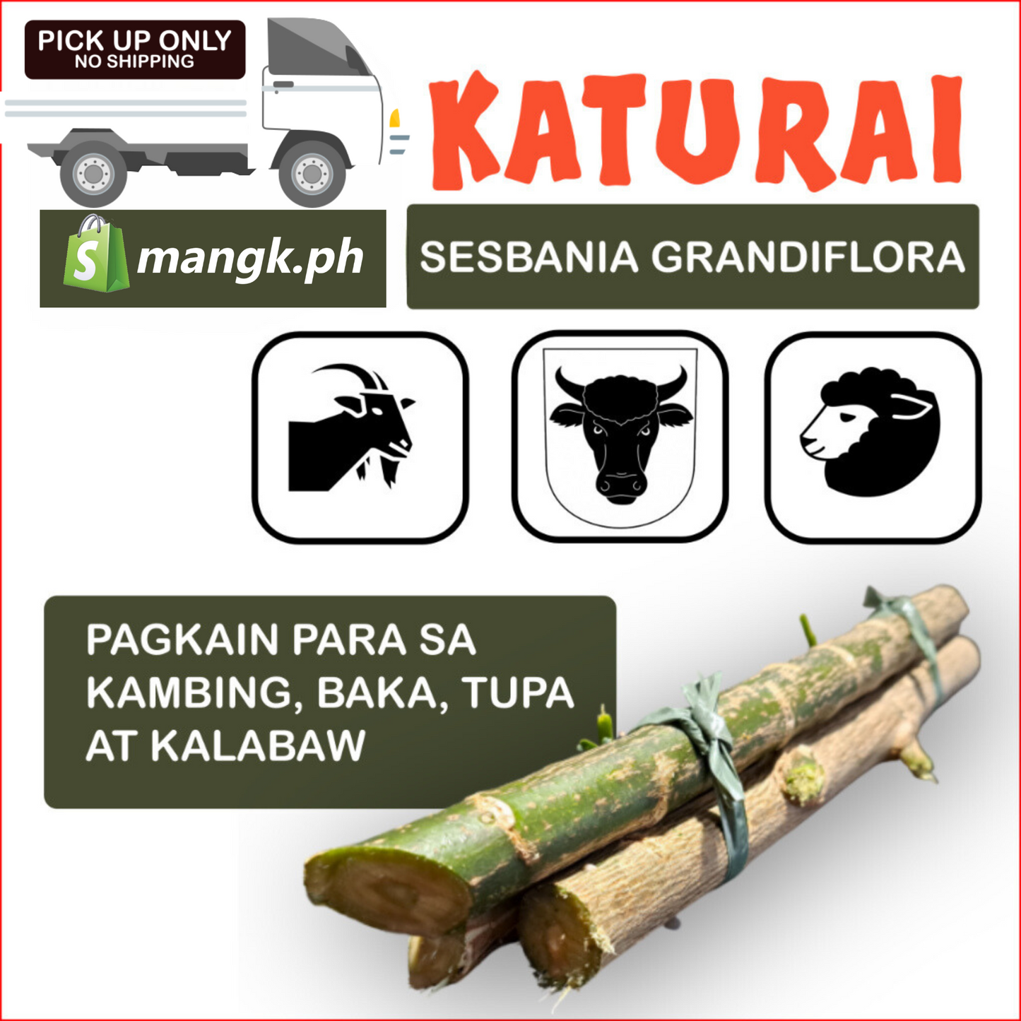 KATURAY Sesbania Grandiflora| LEGUMBRE pakain sa BAKA TUPA KAMBING at KALABAW |QTY x12pcs