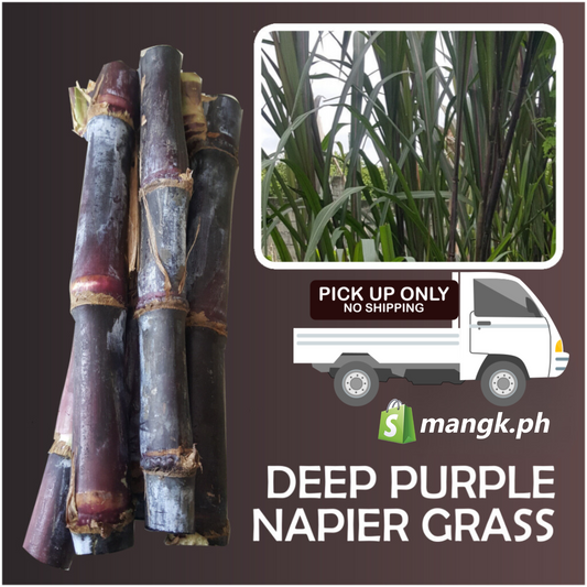 DEEP PURPLE Napier Grass