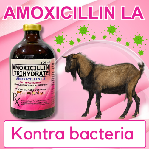 AMOXICILLIN LA | Antibacterial Solution for Injection (IM)