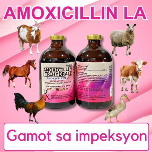 AMOXICILLIN LA | Antibacterial Solution for Injection (IM)