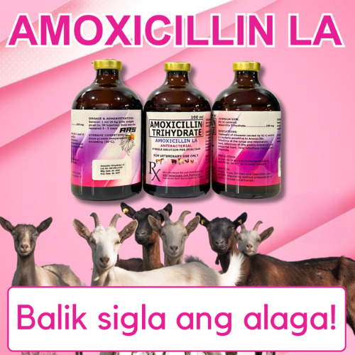 AMOXICILLIN LA | Antibacterial Solution for Injection (IM)