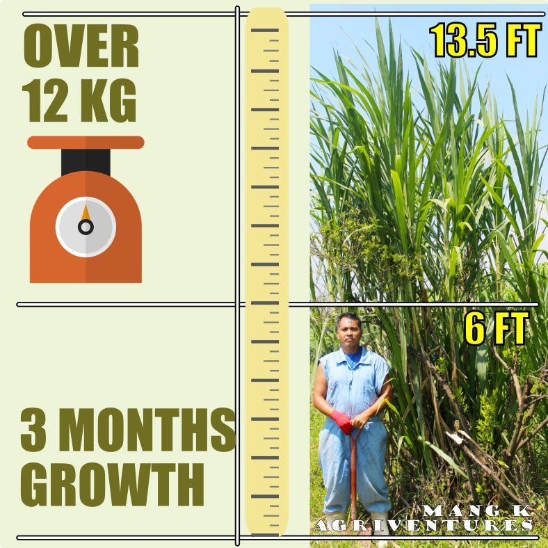 SUPER Napier Grass PAKCHONG for Ruminants KAMBING BAKA at TUPA