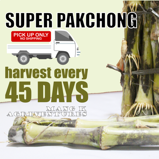 SUPER Napier Grass PAKCHONG for Ruminants KAMBING BAKA at TUPA