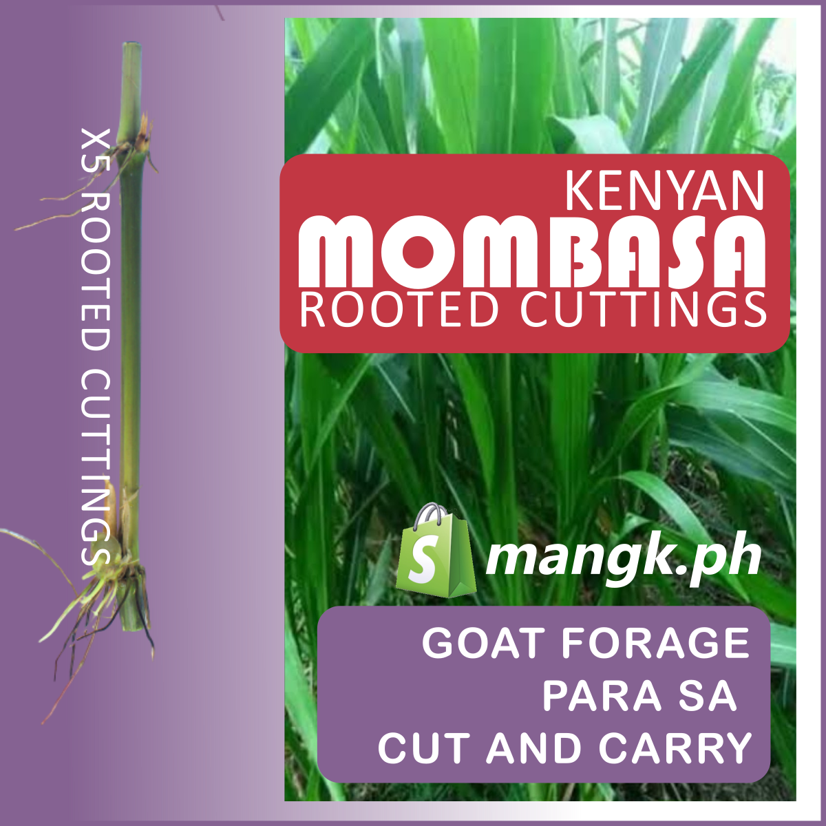 KENYAN MOMBASA forage Grass for Goats|Cattle|Sheep( QTYx10pcs)