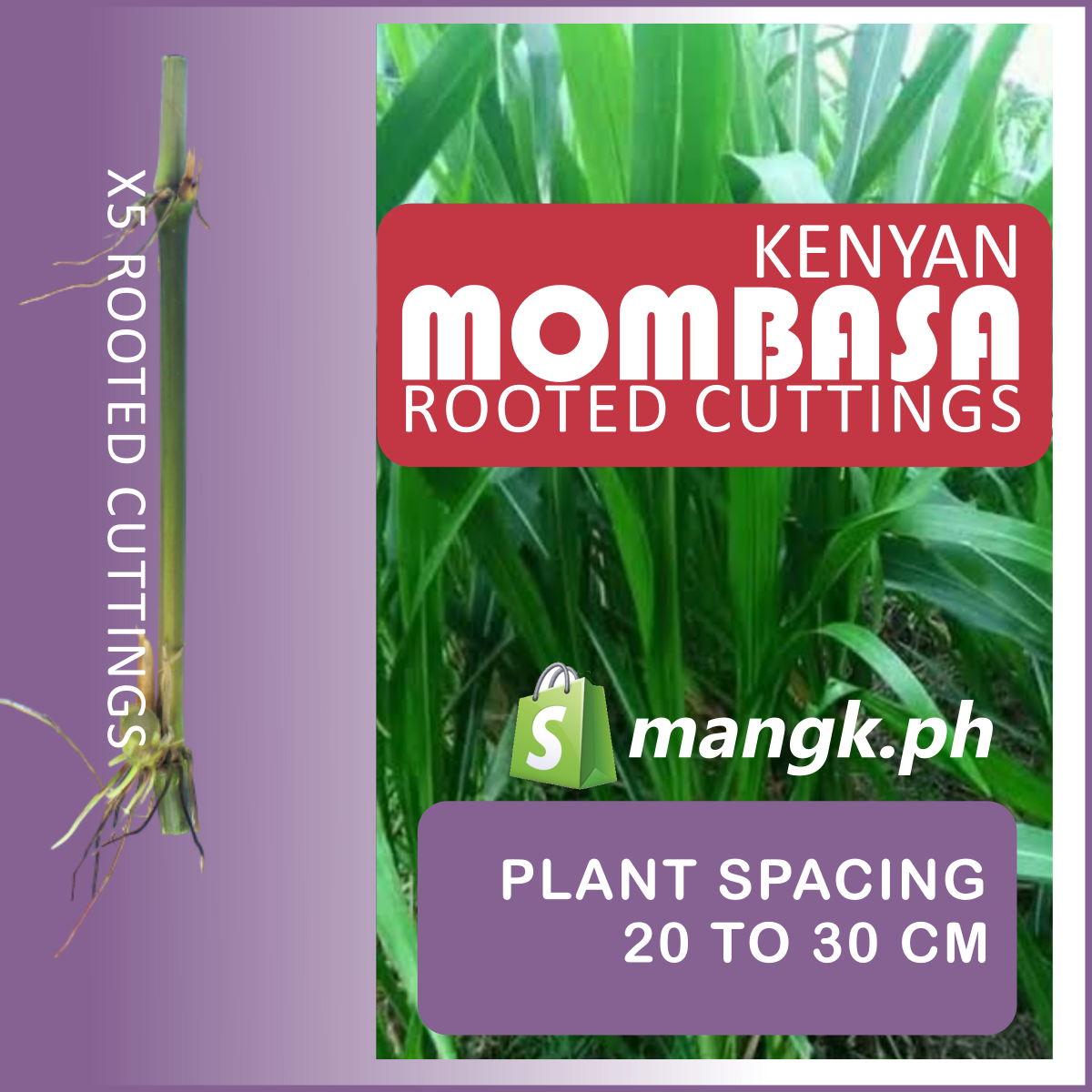 KENYAN MOMBASA forage Grass for Goats|Cattle|Sheep( QTYx10pcs)