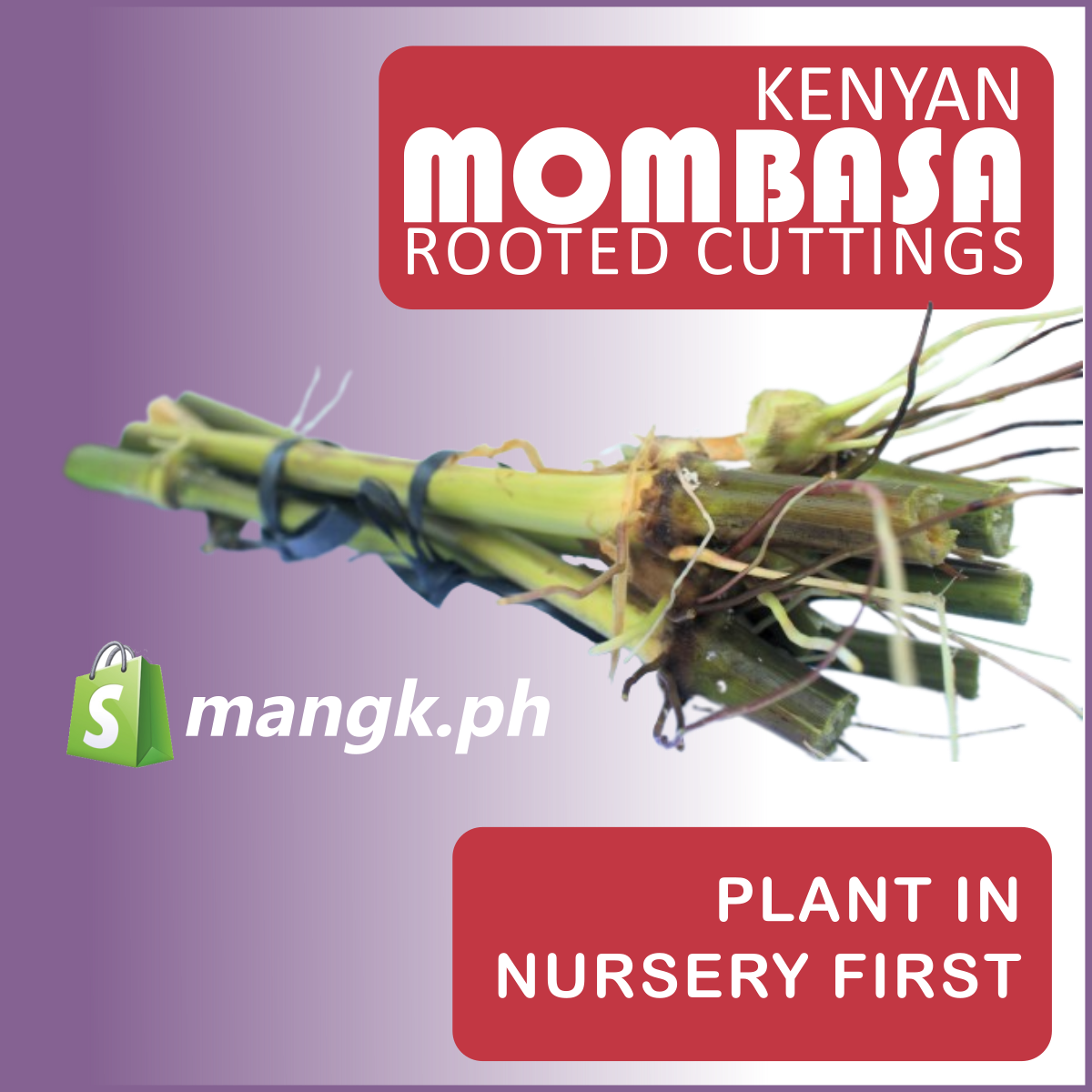 KENYAN MOMBASA forage Grass for Goats|Cattle|Sheep( QTYx10pcs)